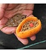 Drennan Set In-Line Flat Method Feeder+ Köderform