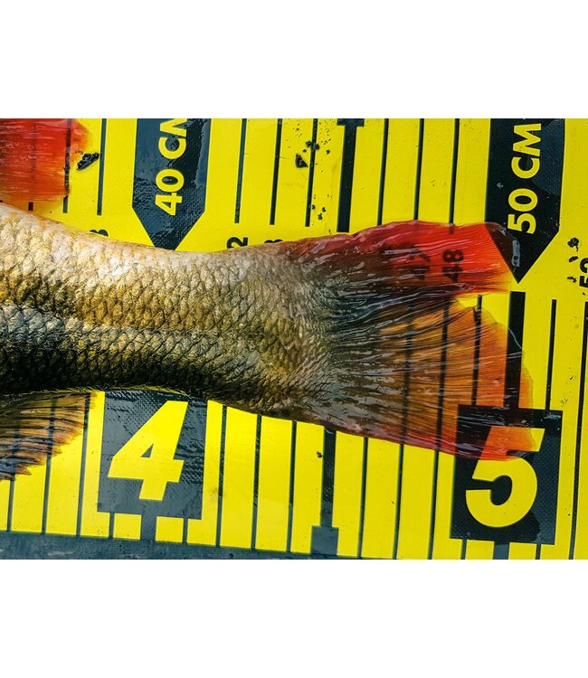 Spro Tapis De Mesure PVC