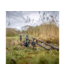 Avid Carp Lok Down 2 Rod Fixed Buzz Bar