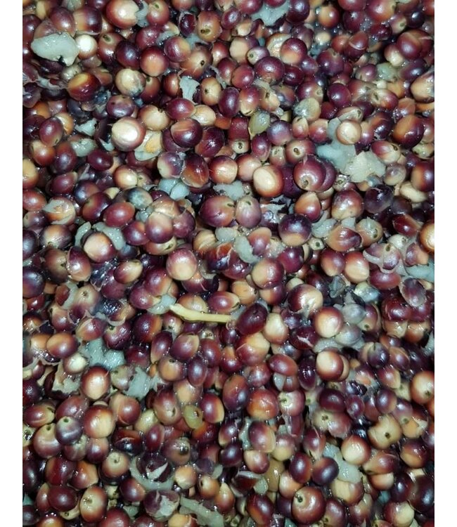 Reniers Fishing Dari Blanc 1 Kilo