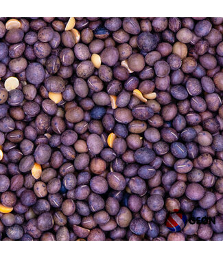 Reniers Fishing Graines De Vesce 1 Kilo