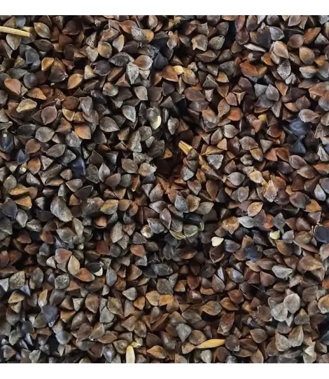 Reniers Fishing Sarrasin