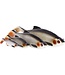 Westin Ricky The Roach Shadtail 14cm 42g – Grote Realistische Voorn Shad voor Snoek, Snoekbaars en Grote Roofvis – 1 Softbait