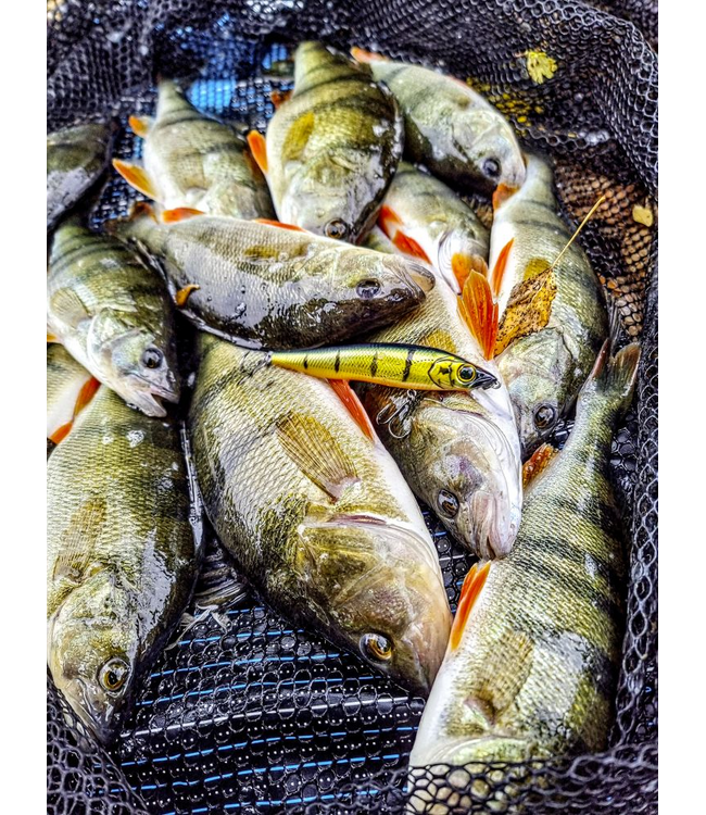 Quantum Q Crank Slim Minnow SR 9.5cm 11.5g (profondeur 0-1m)