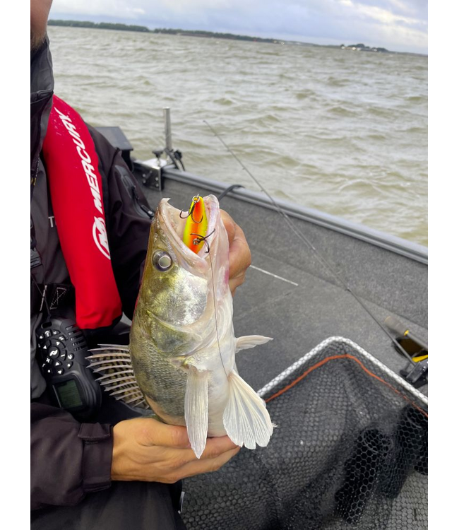 Quantum Q Crank Fat Minnow DR 6.5cm 11g (Tiefe 3-4m)