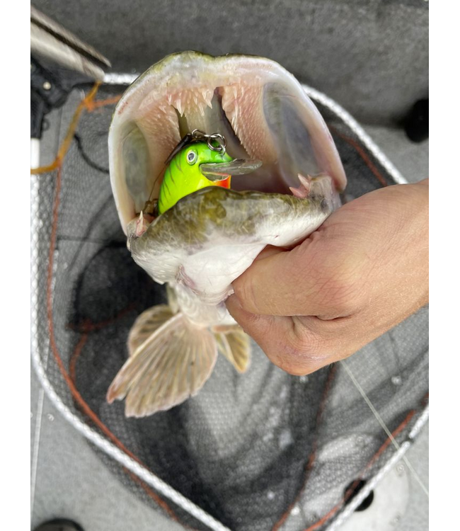 Quantum Q Crank Fat Minnow DR 6.5cm 11g (diepte 3-4m)