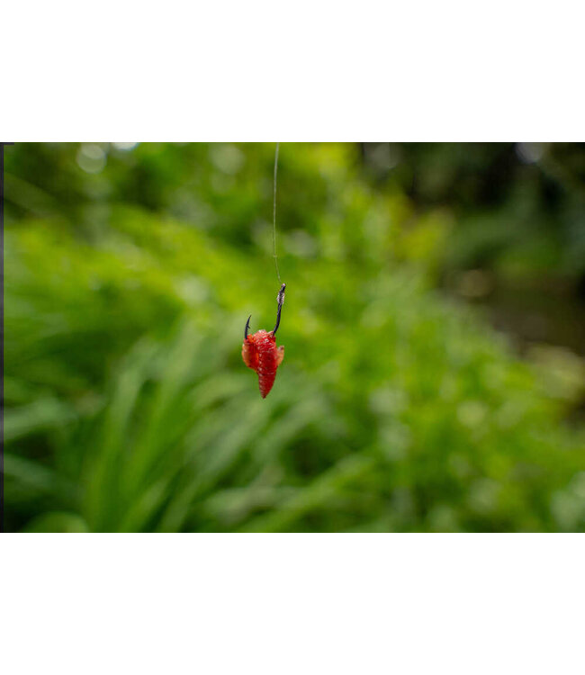 Korum Xpert Maggot Eyed-Micro Barbed (10 pcs)