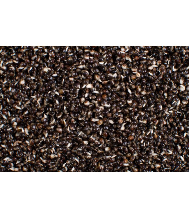 Reniers Fishing Vers Gekookt kemp of hennepzaad 20 Kilo