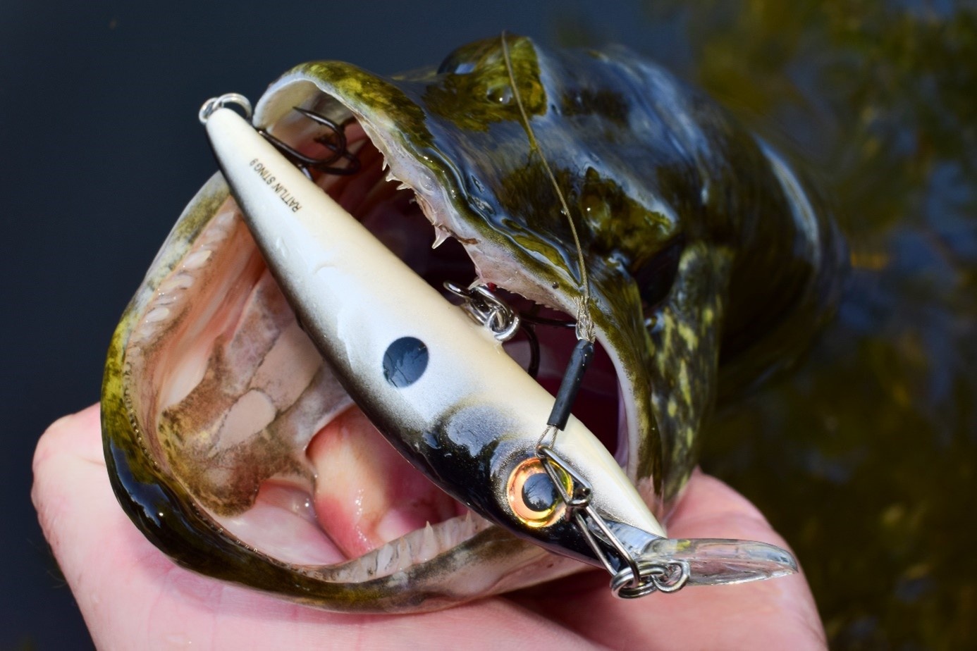 Gericht Vissen op Grote Roofvissen in de Koude Maanden: Tips voor Snoek en Meerval
