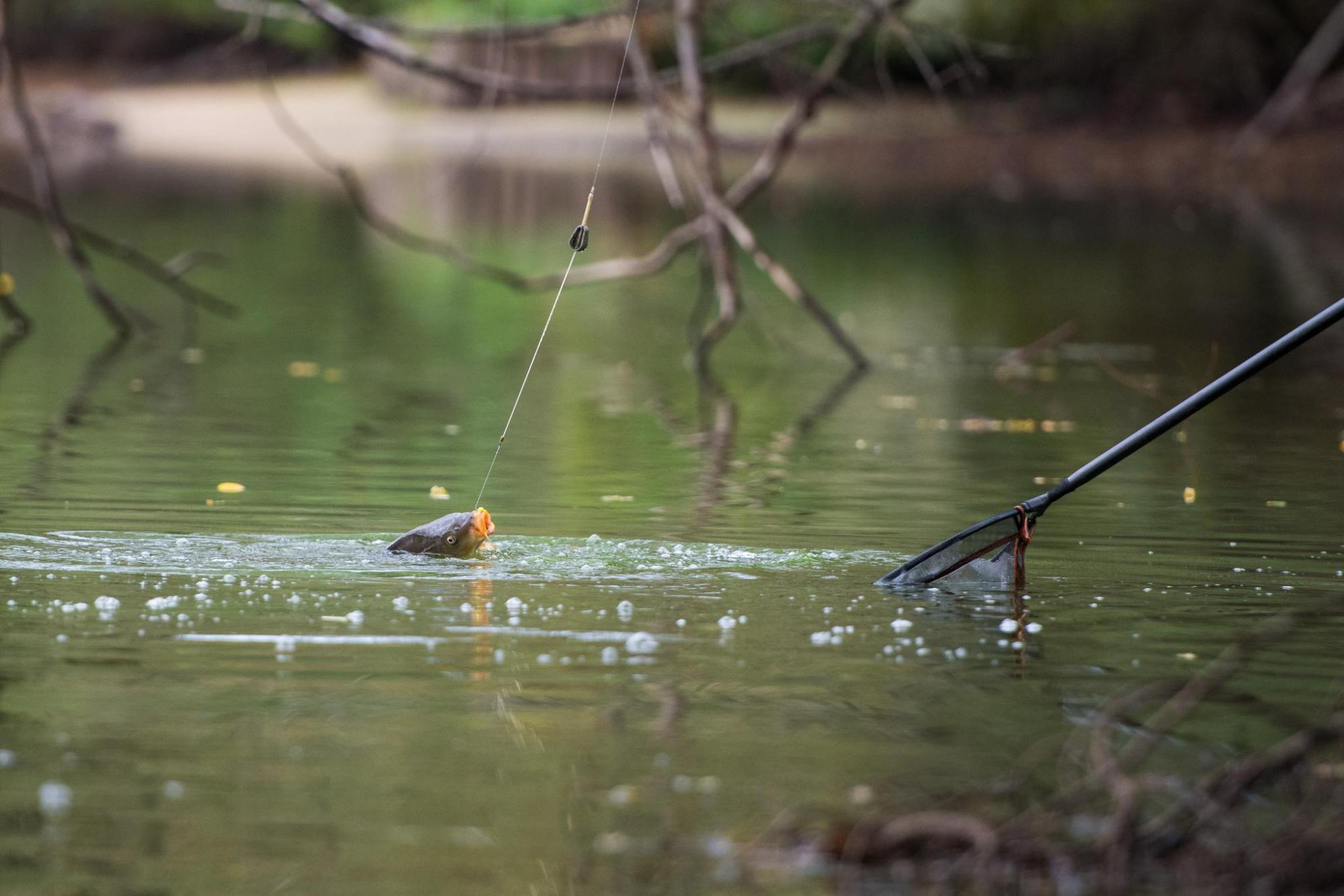 Pêcher avec une canne feeder en hiver: Tactiques, conseils et outils indispensables