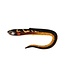 Fox Rage Slick Eel 21cm – Grand Leurre Souple Carnassier avec Action Curly Tail et Coloris UV