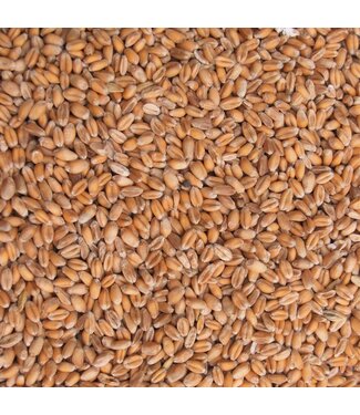 Reniers Fishing Blé Fourrager 3kg – Céréale Naturelle pour Carpe et Poissons Blancs