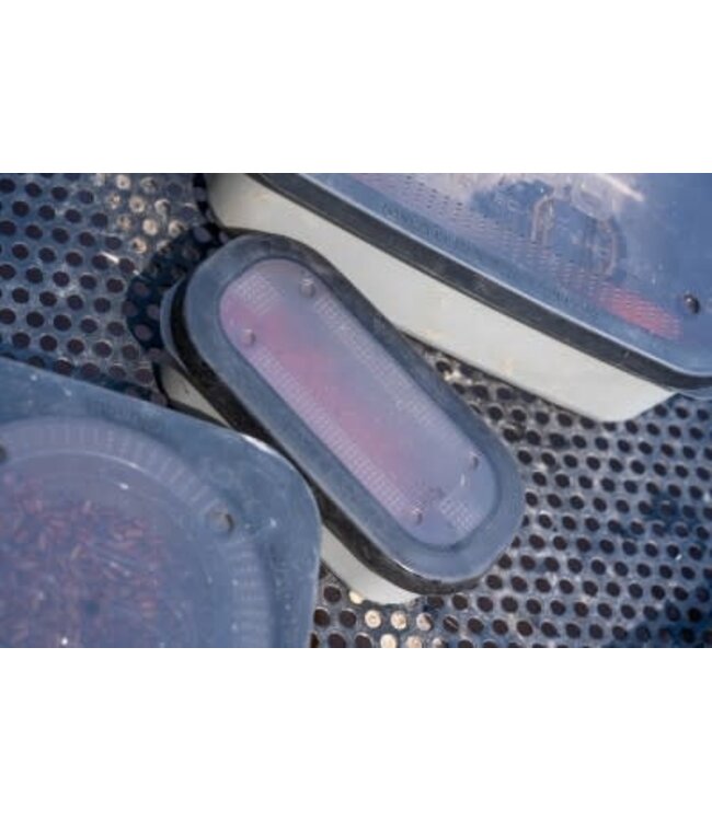 Guru Conti Bait Box Grey