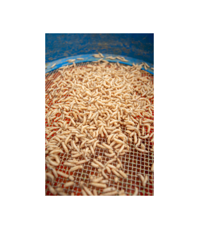 Sonubaits Collants Asticots