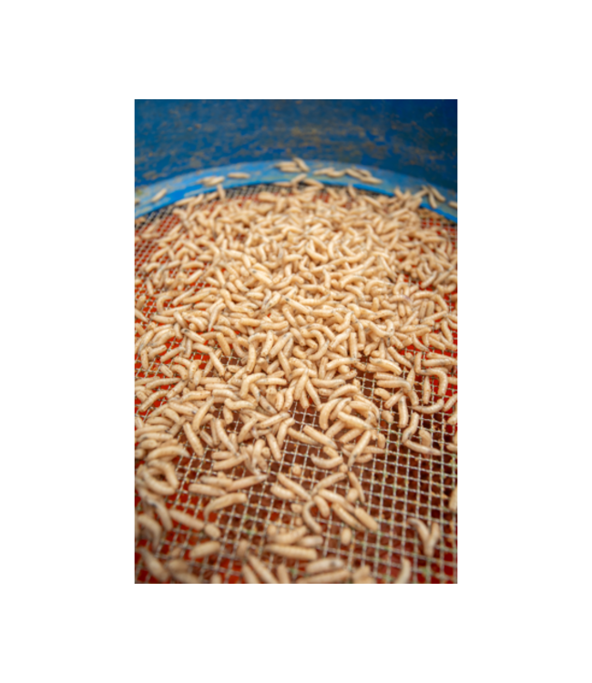 Sonubaits Maggot Glue