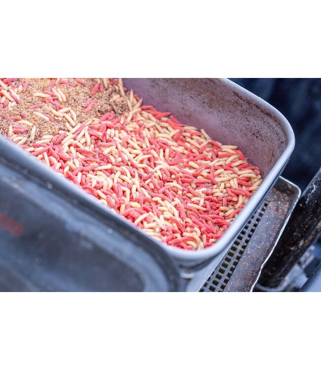 Guru Fusion Ventilator Combo 3 – EVA Köderbox-Set für Lebendköder