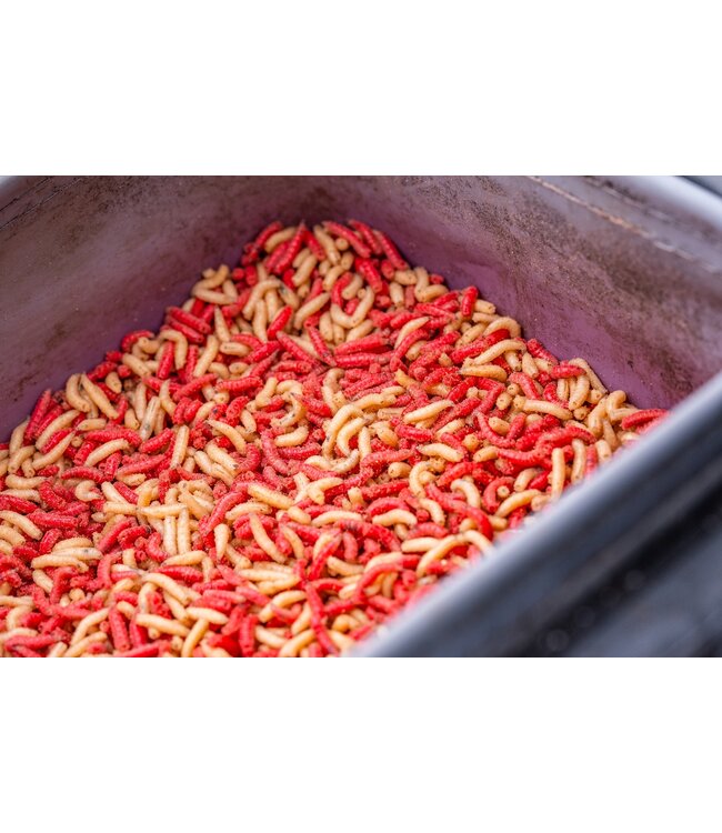 Guru Fusion Ventilator Combo 5 – EVA aasbox set voor levend aas (4 boxen)