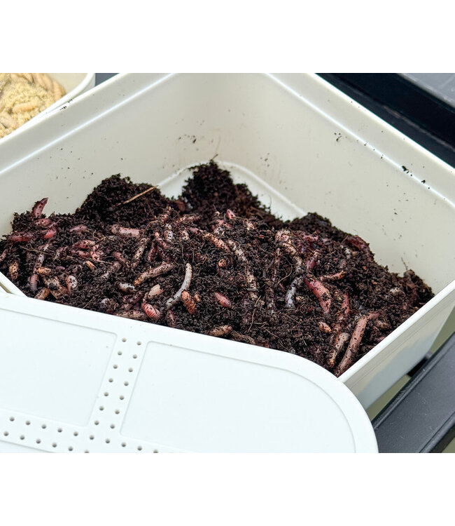 Cresta Bait Tube 1600ml couvercle perforé