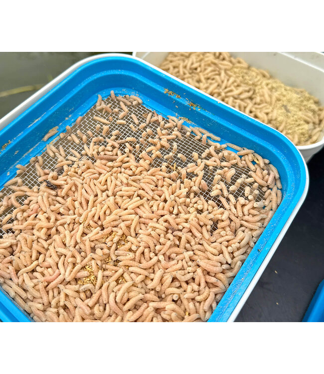 Cresta Bait Tube 1600m + Metal Riddle