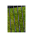 Preston Monster XTR Pro 3 brins 3.60m 175g, 3.80m 175g, 4.00m 200g ou 4.20m 225g – Canne Distance Haut de Gamme avec Blank X-Wrap Carbon, Porte-Moulinet Fuji et Anneaux Américains