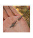 Avid Carp Outline FleckTone Tail Rubbers – Sleeves en Caoutchouc Profilés pour Lead Clips et Plombs Inline avec Moins d’Emmêlements et Plus de Camouflage