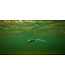 Fox Rage Slick Eel 21cm – Grand Leurre Souple Carnassier avec Action Curly Tail et Coloris UV