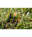 Preston Commercial Slim Float F1 Maggot – Flotteur Des Shipp avec Corps Rohacell, Dura Side Eye et Détection Fine