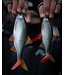 Fox Rage Ultra Natural Roach – Ultra Realistische Ongemonteerde Voorn Body met Paddle Tail voor Snoek, Snoekbaars en Baars