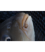 Preston Hookable Bait Bands – Bagues Élastiques Solides avec Boucle Hookable pour Hair Rigs et Pellets de 4 à 8mm