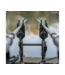 Avid Carp VTX+ Illum Snag Ears – Verlichte Snag Ears met USB-C Backplate, LED-Tips en Nightlight Mode voor VTX+ Beetmelders