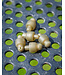 Matrix Feeder Beads (5 pcs) – Perles Quick-Change Compactes pour Feeders et Plombs Inline
