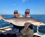 Haifischen in Zeeland: kompletter Guide auf Glatthai vom Strand und vom Boot