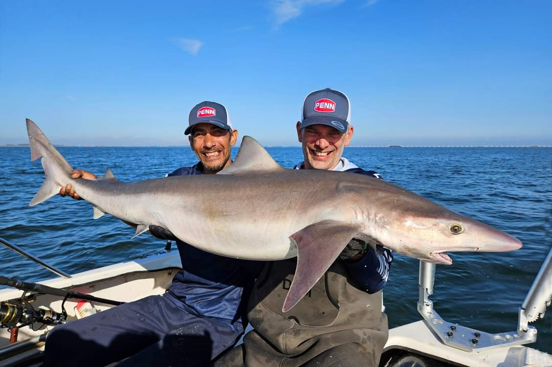 Haifischen in Zeeland: kompletter Guide auf Glatthai vom Strand und vom Boot