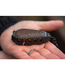 Korum Bait Gripper Feeder 90–220g – Flacher Futterkorb für starke Strömung