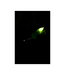 Zebco Trophy Single Bell Triple Light Set 3st 16mm – Verlichte beetmelders