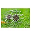 Guru Ground Bait Whisk – RVS Voergarde voor Boormachine