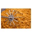 Guru Ground Bait Whisk – RVS Voergarde voor Boormachine