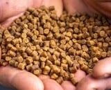 Pellets, grondvoer, crushed pellets of boilie crumb op de method feeder? Zo kies je de juiste mix