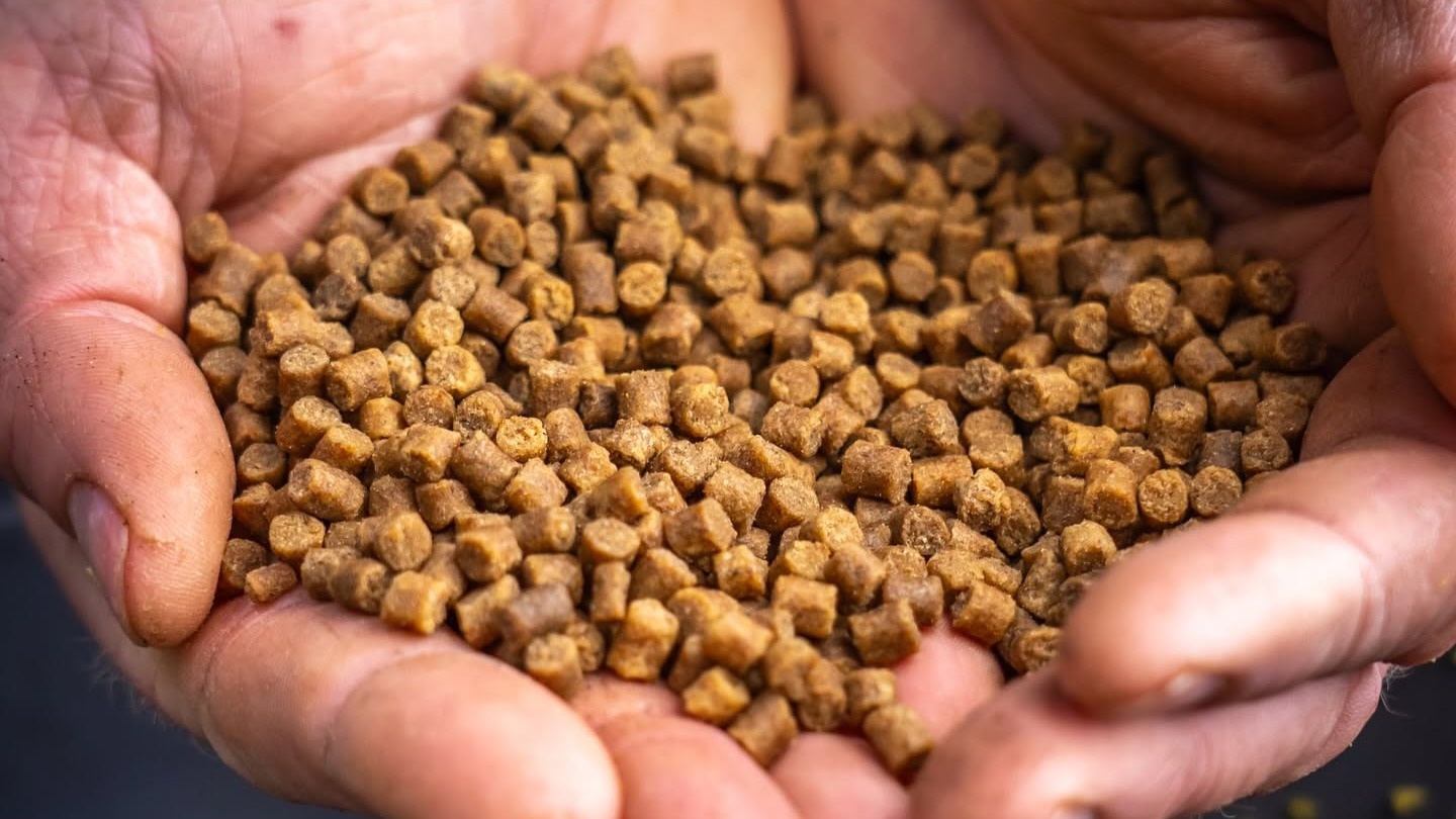 Pellets, grondvoer, crushed pellets of boilie crumb op de method feeder? Zo kies je de juiste mix