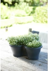POT CORSICA VERT TUIN S D35.6 NTRCT
