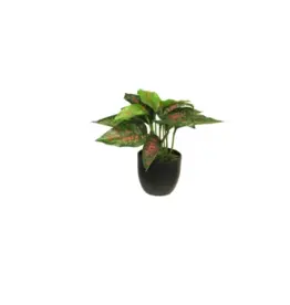 Zijde Caladium sunshine rood/groen 23cm