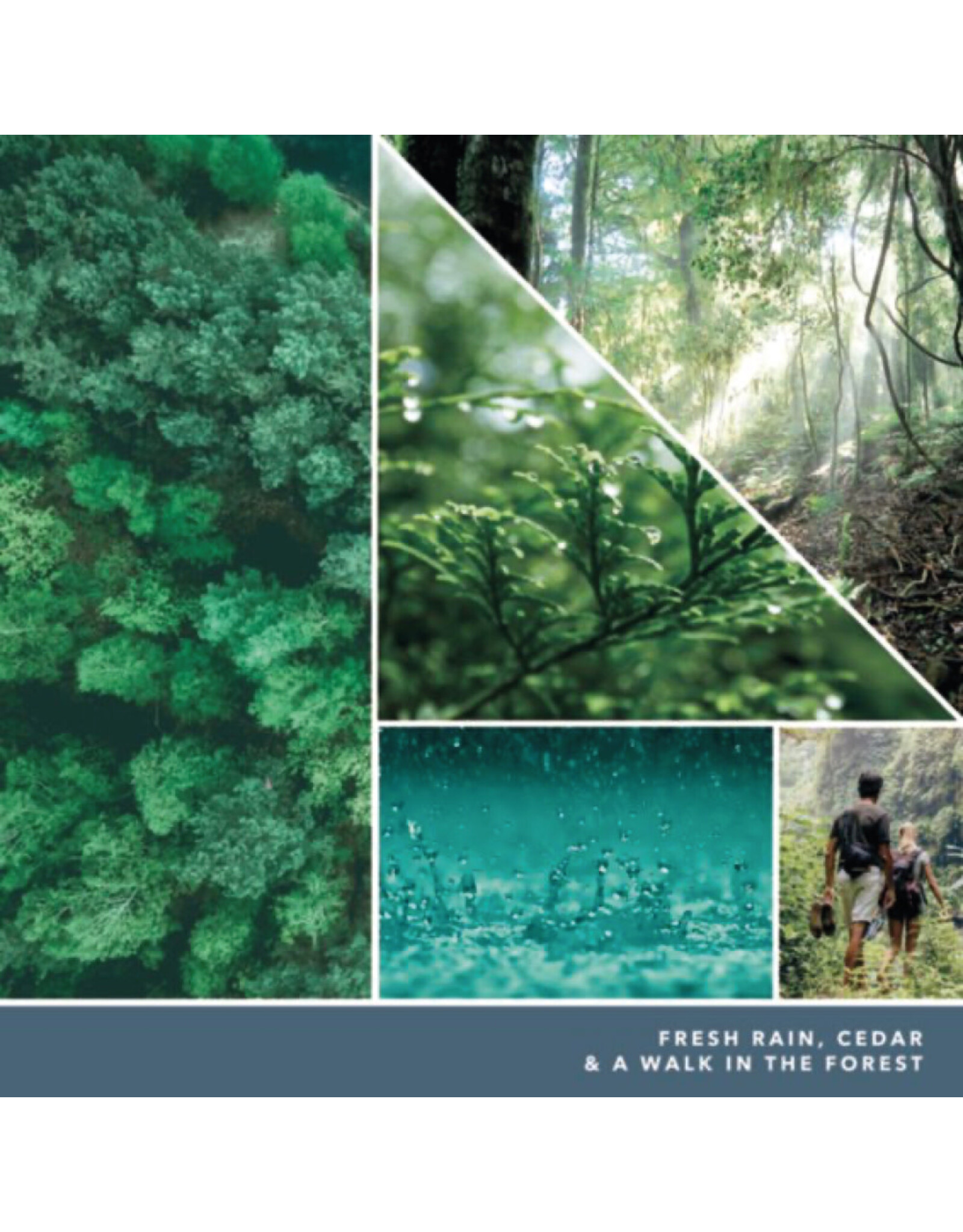 Yankee Candle Yankee Candle - Bayside Cedar - Signature Small Tumbler