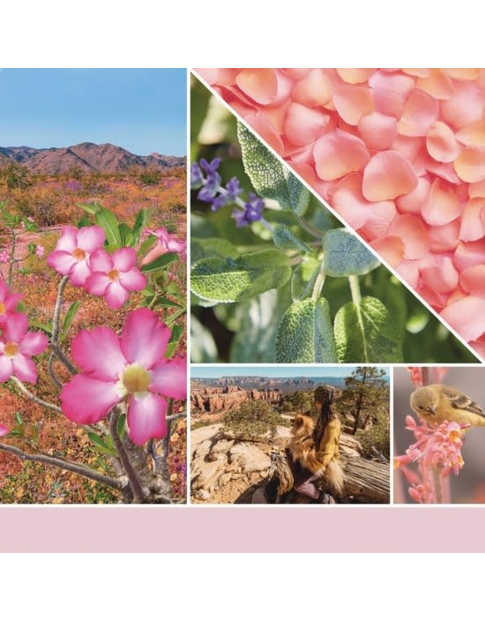 Yankee Candle Yankee Candle | Desert Blooms Large Jar