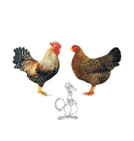 Eigen merk Bielefelder kriel beschikbaar via bestelling