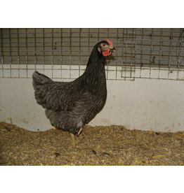 Eigen merk Bleu de Lande (koningsberger)   (weer verkrijgbaar vanaf maart))