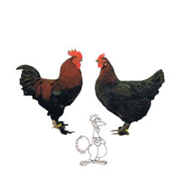 Eigen merk Marans Beschikbaar via bestelling