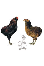 Eigen merk Araucana