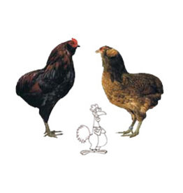 Eigen merk Araucana   (weer verkrijgbaar vanaf maart))