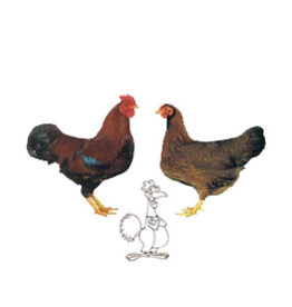 Eigen merk Welsumer kriel beschikbaar via bestelling