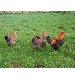 Eigen merk Wyandotte kriel (Weer verkrijgbaar vanaf April)